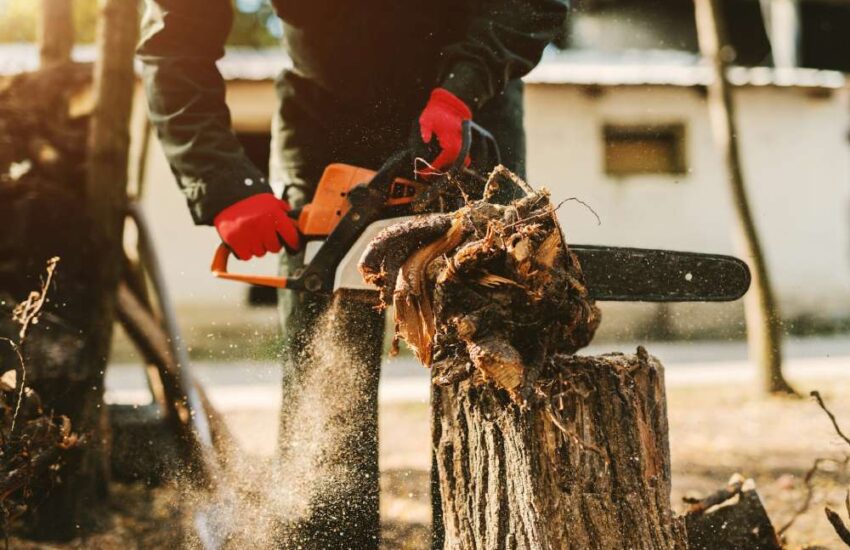 Art of Efficient Tree Stump Removal