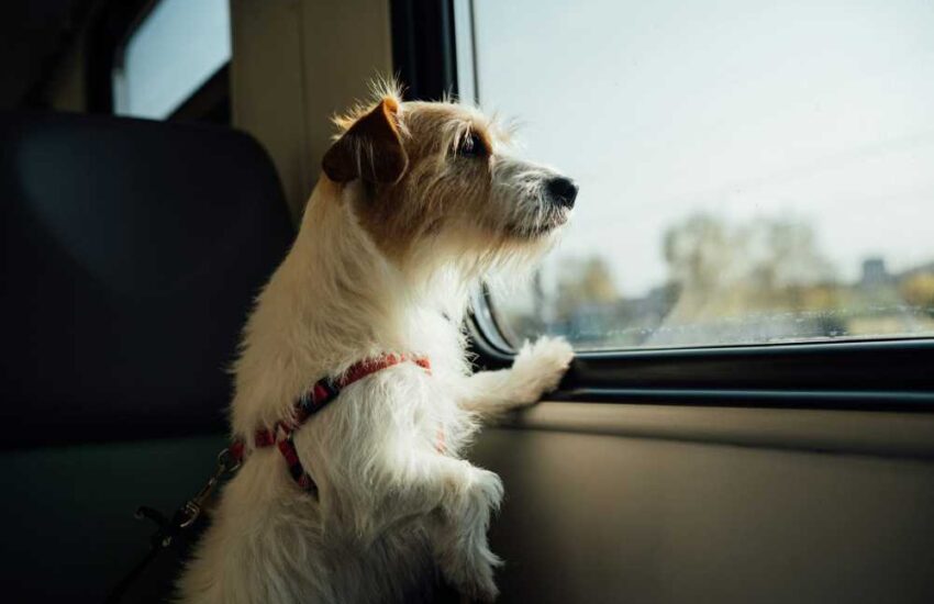 Making Domestic Pet Relocation a Breeze