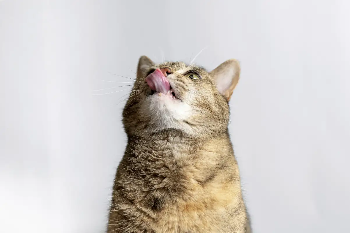 A Quick Guide to Flaked Cat Food Textures and Ingredients