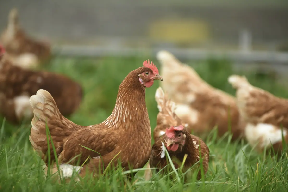 Why Your Chickens Deserve a No-Spill Watering Solution