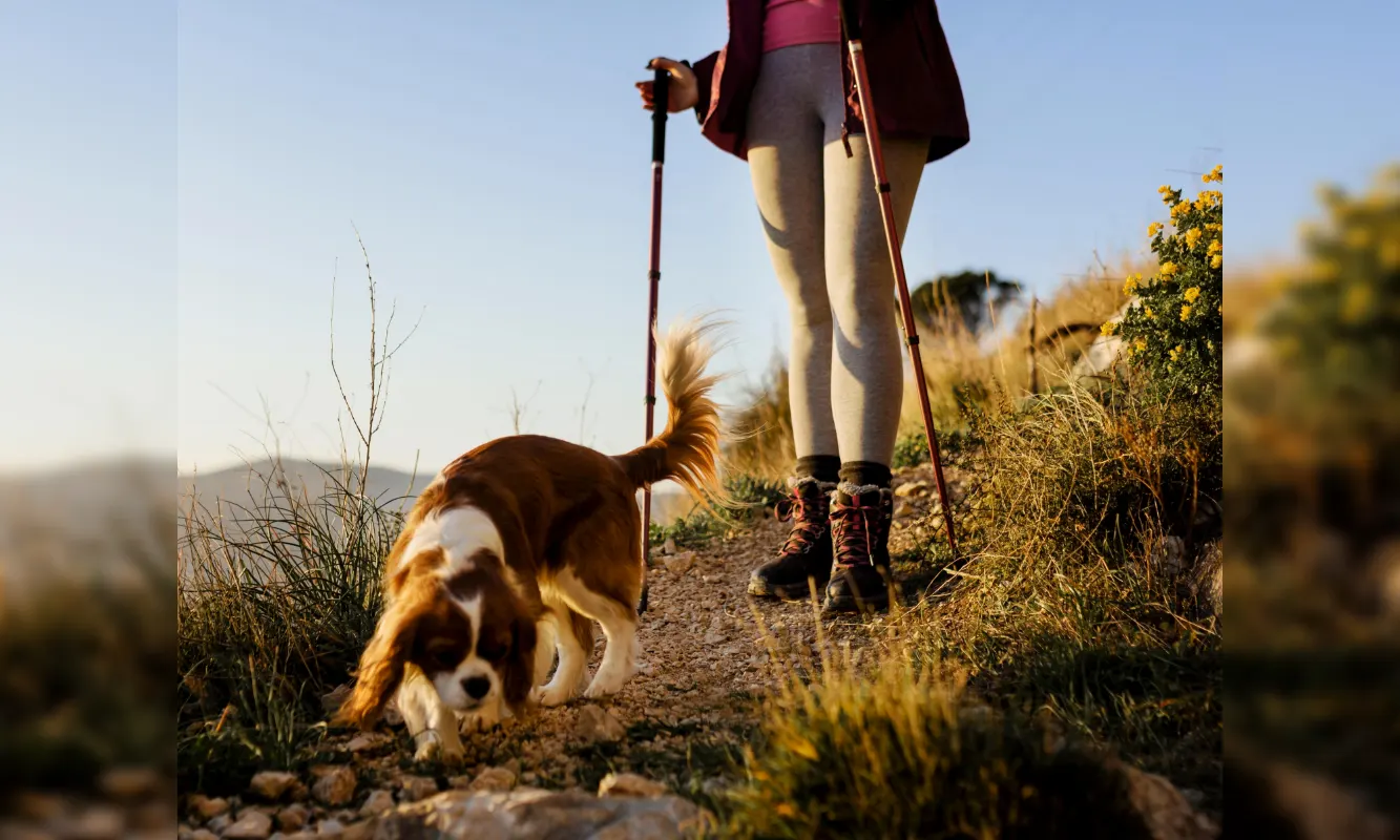 Life is an Adventure: Tips for Exploring the World with Your Pet